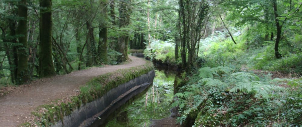 Un canal au milieu des bois