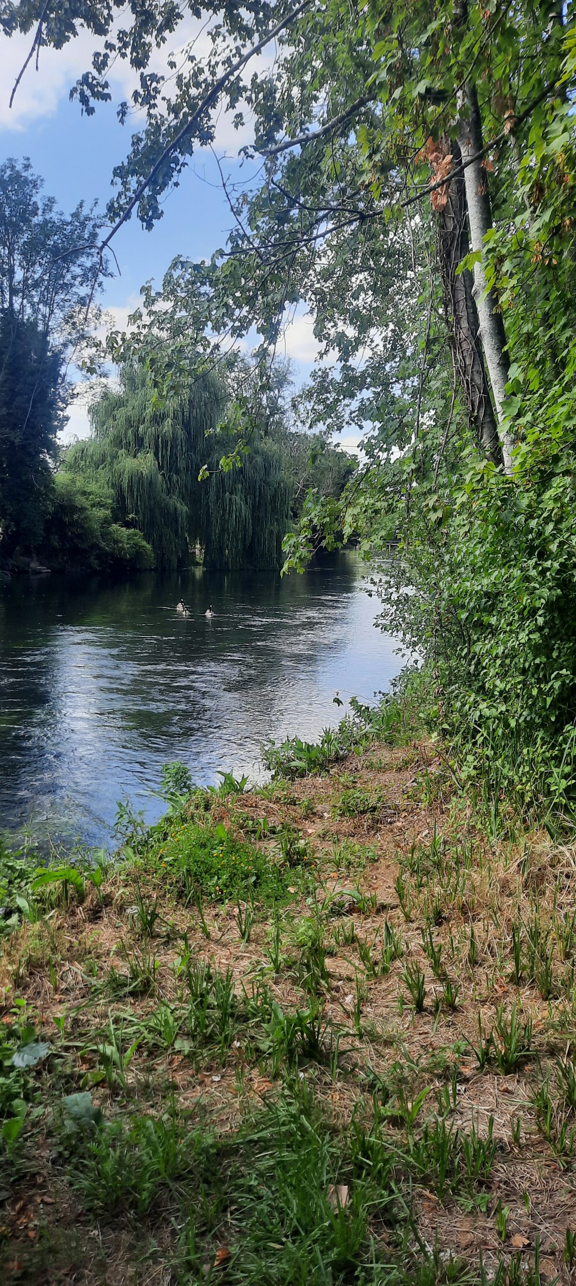 Une silfine 