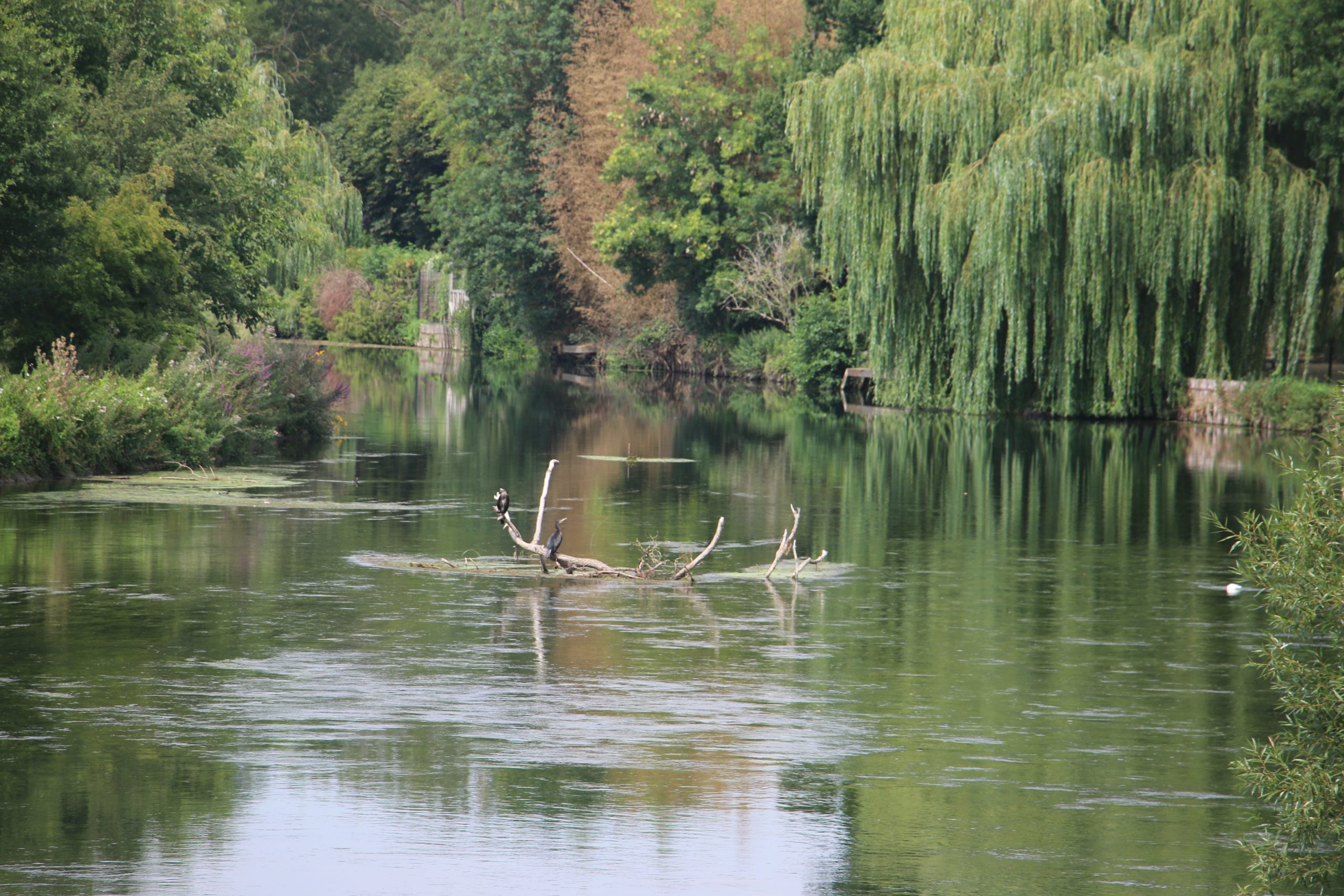 Une silfine 