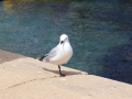 Un goellouette... ou une mouelland, au choix. Bref, un truc casse-pied.
