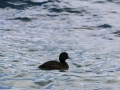 Un des moults canards que nous croiserons
