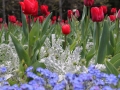 Et tout est en fleurs...
