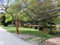 Un arbre aux branches gigantesques.