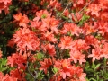 Des fleurs, encore.