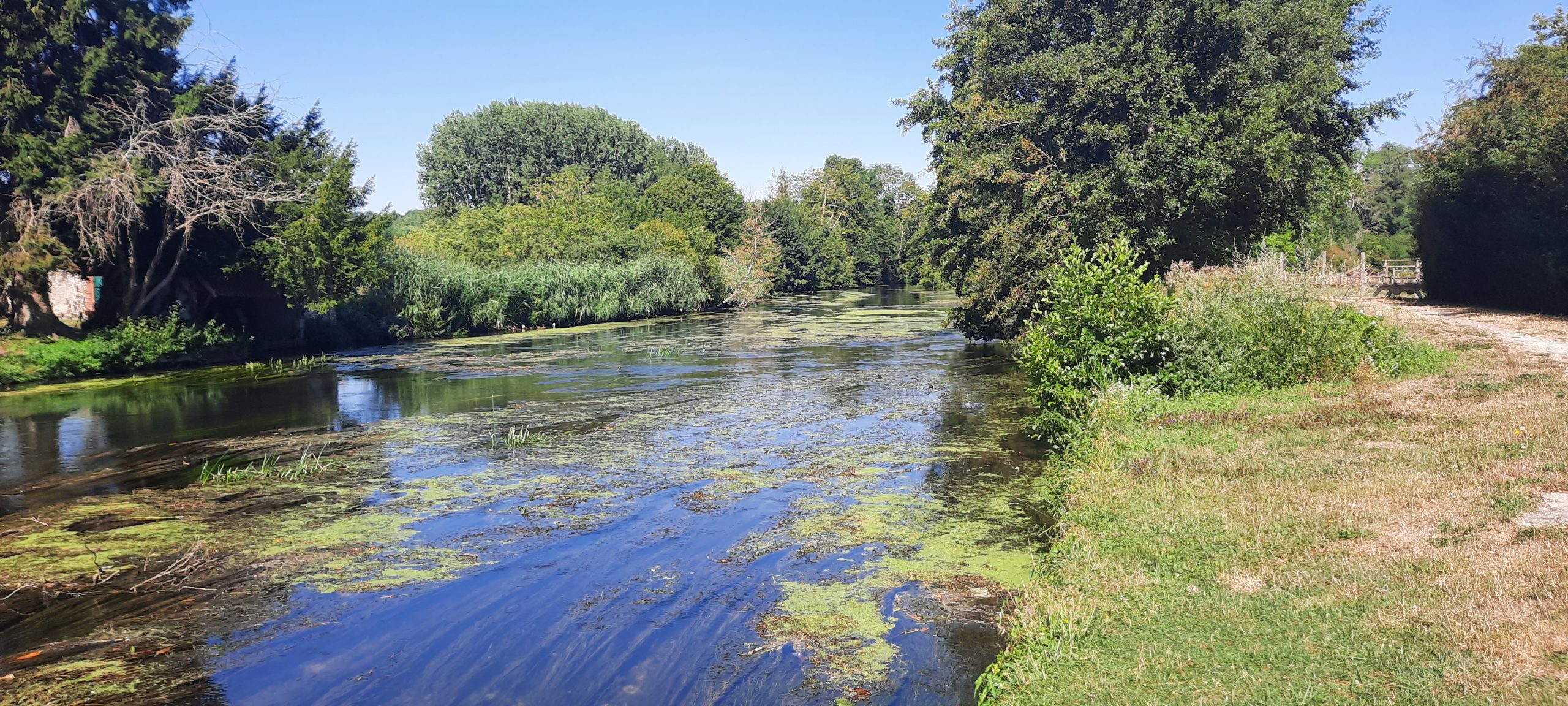 Une silfine 