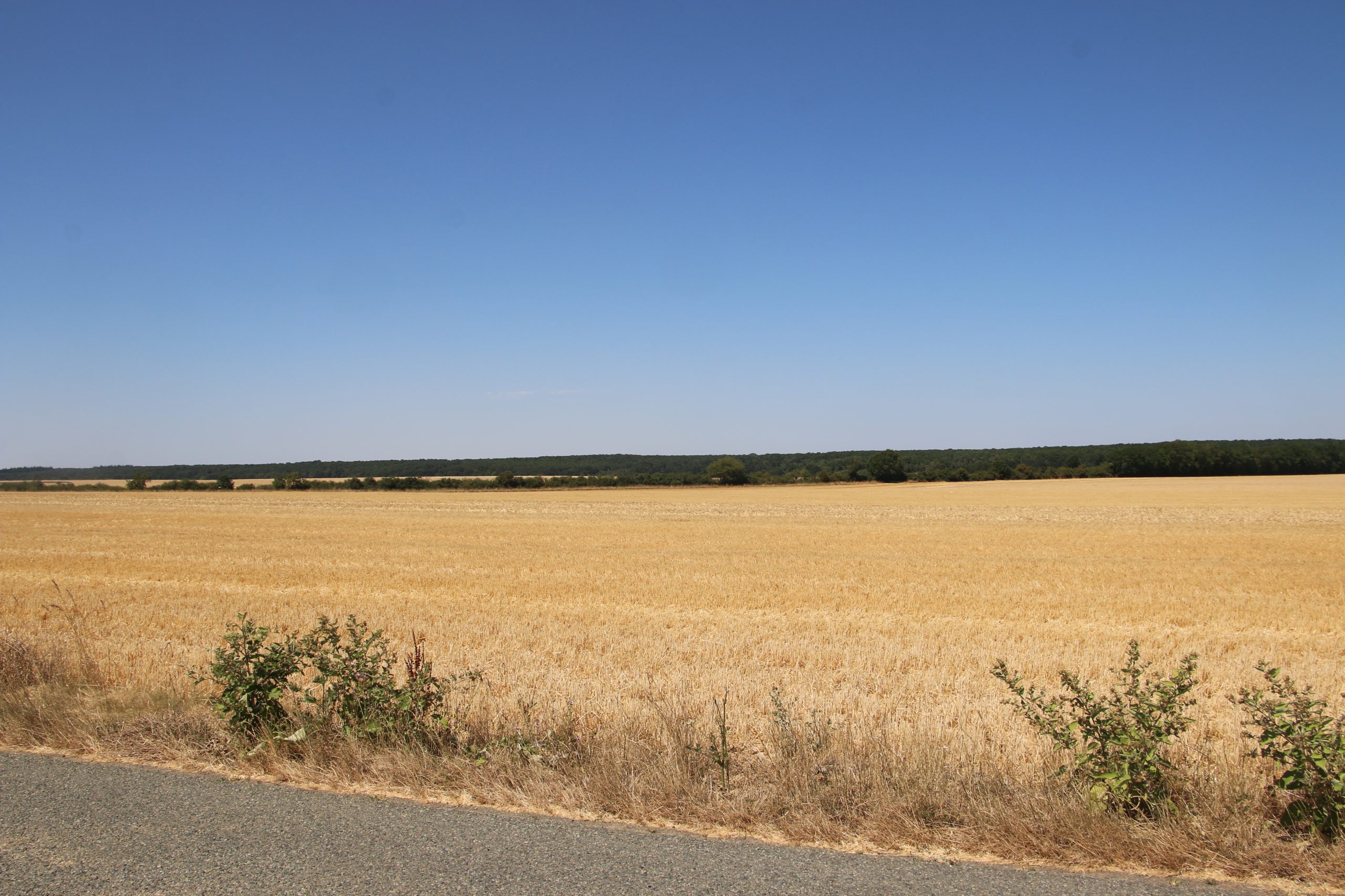 Une silfine 
