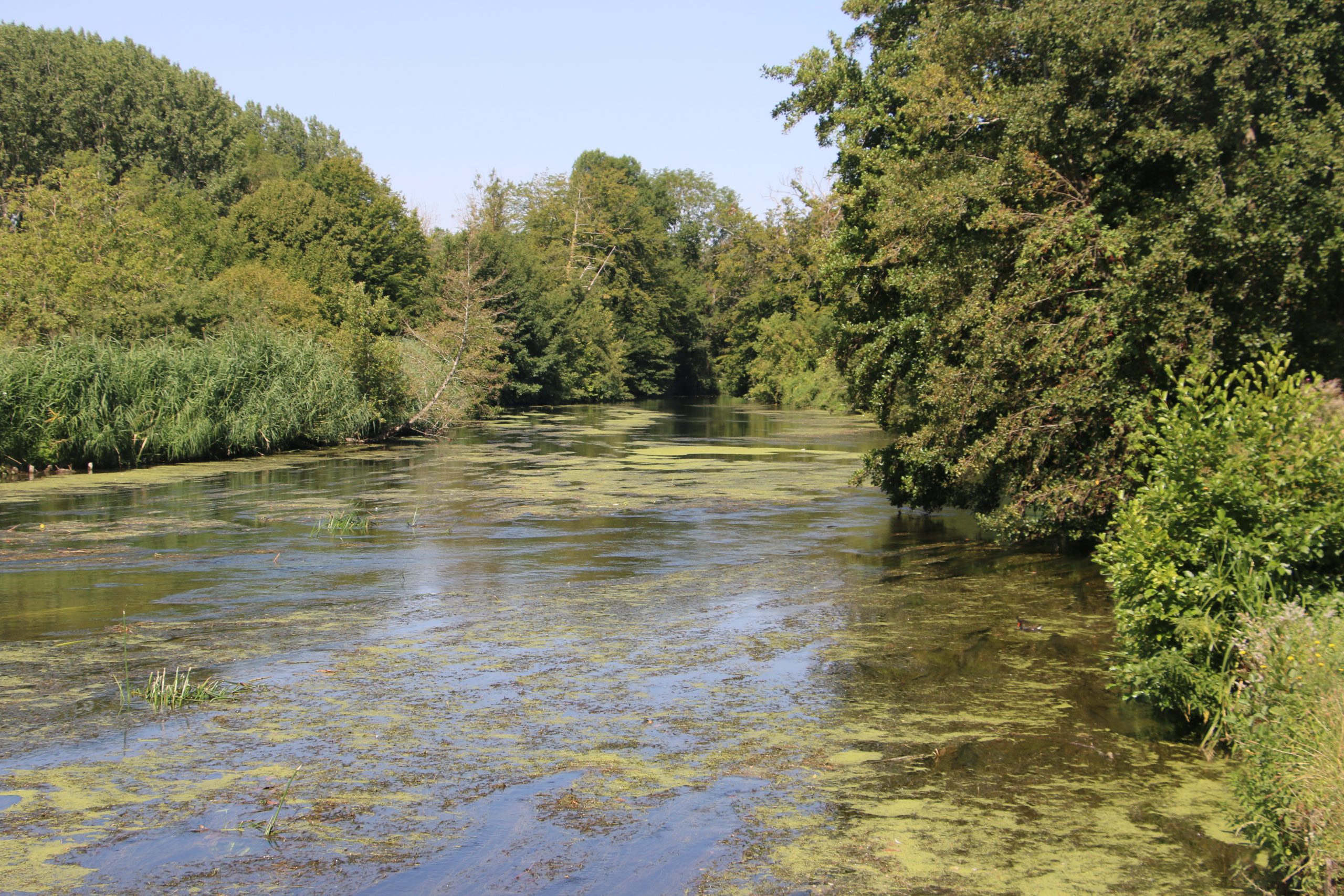 Une silfine 